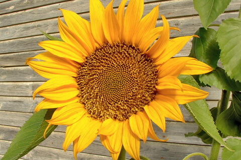 Sonnenblume vor Holzwand